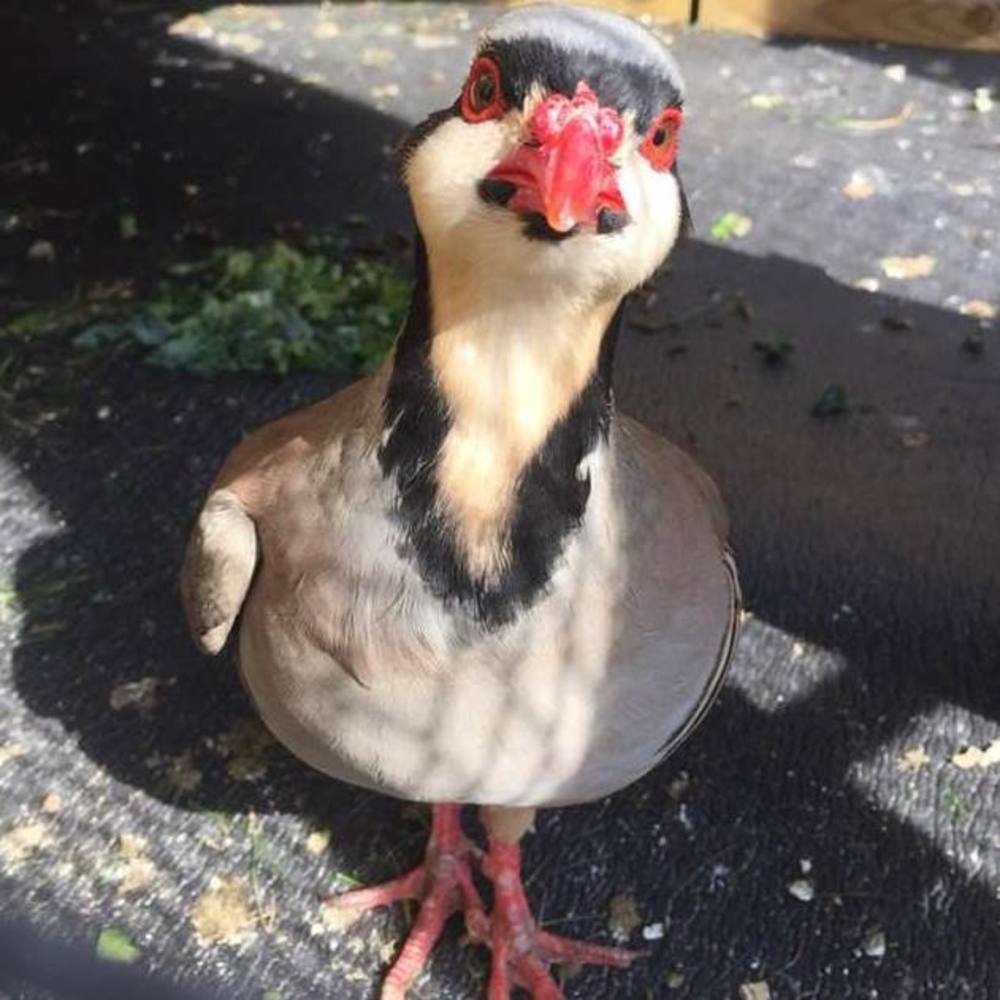 Meet your Posher, Toni